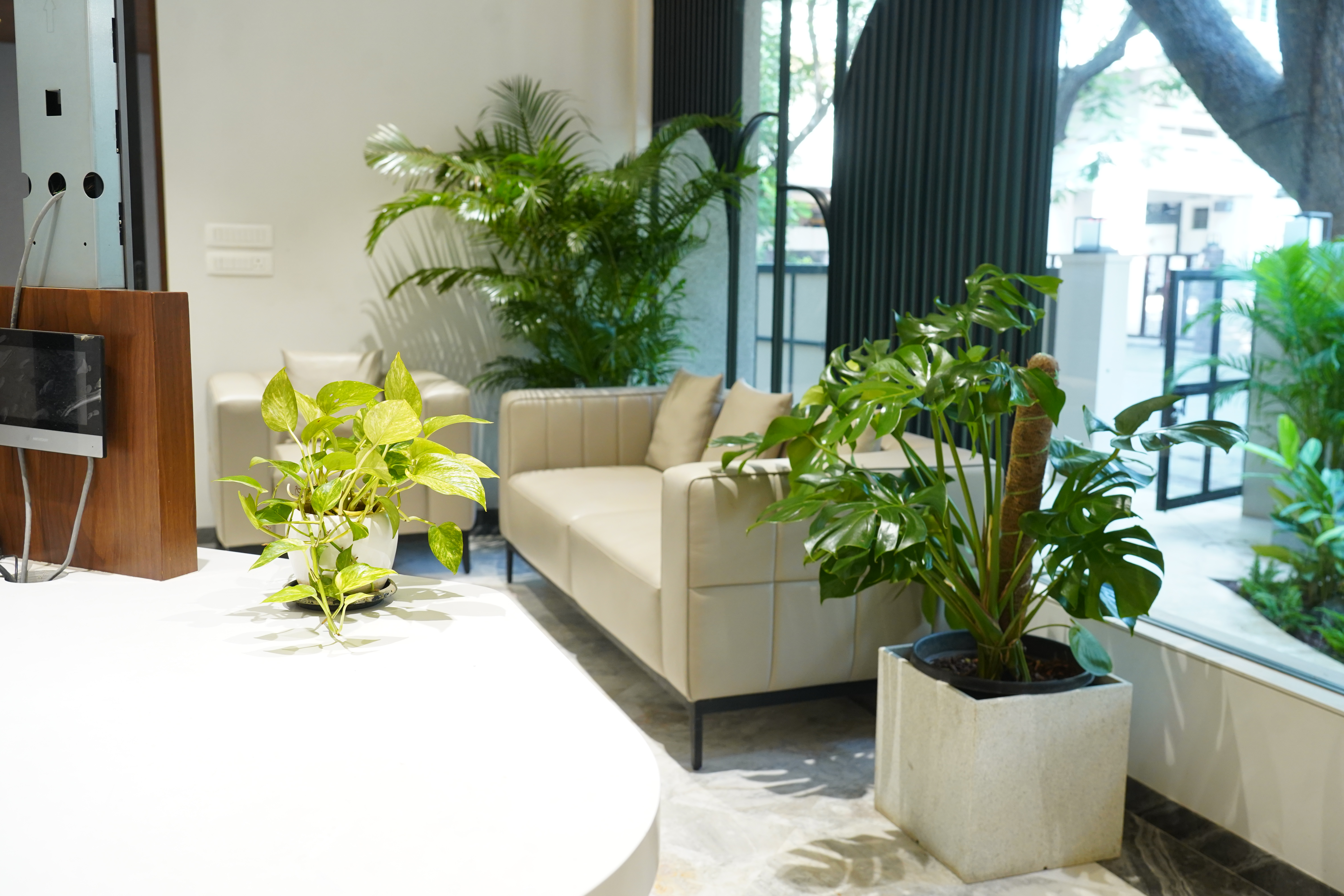 Office Plants