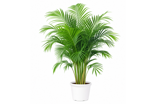 Areca Palm Office Rental Mumbai