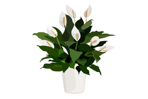 Peace Lily Office Plant Rental