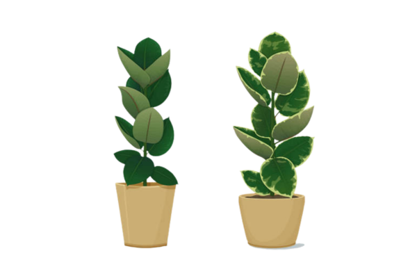 Rubber Plant Office Rental