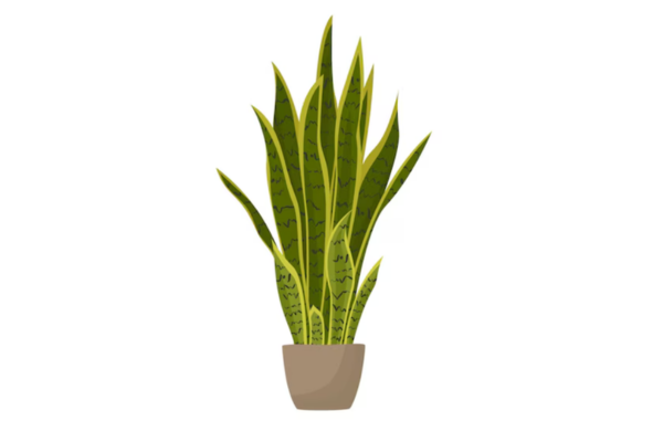 Snake Plant Office Rental Mumbai